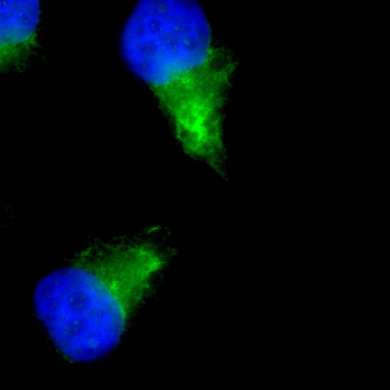 LAMP-1/CD107a Antibody - BSA Free NB120-19294