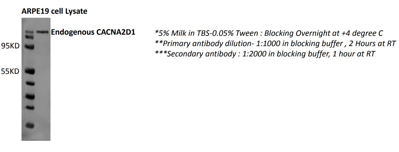 CACNA2D1 Antibody (20A) NB120-2864