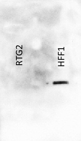 PABP Antibody (10E10) - BSA Free NB120-6125