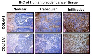 Collagen IV Antibody - BSA Free NB120-6586