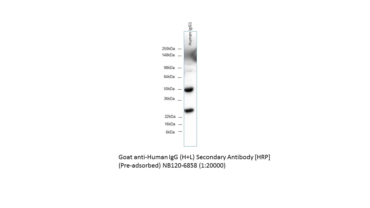 Goat anti-Human IgG (H+L) Secondary Antibody [HRP] NB120-6858