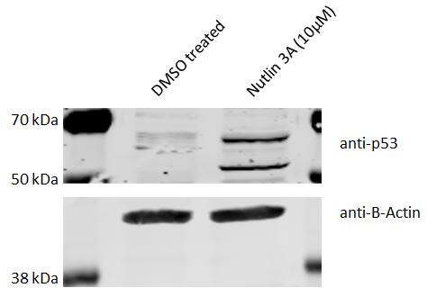 p53 Antibody (PAb 240) - BSA Free NB200-103