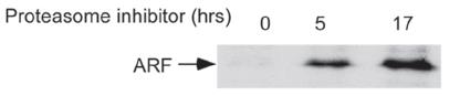 p14ARF/CDKN2A Antibody - BSA Free NB200-111