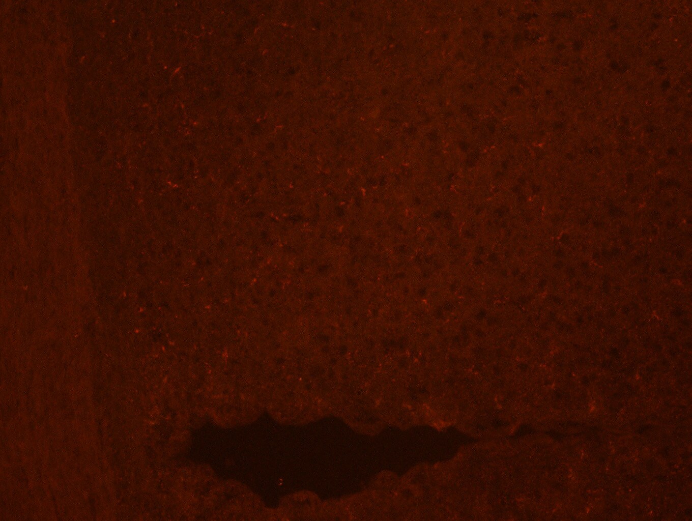p14ARF/CDKN2A Antibody [Biotin] NB200-111B