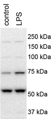 TSG101 Antibody (4A10) NB200-112