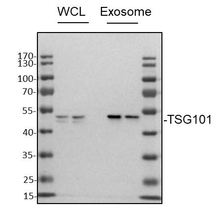 TSG101 Antibody (4A10) NB200-112