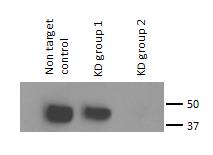 Kallikrein 5 Antibody - BSA Free NB200-138