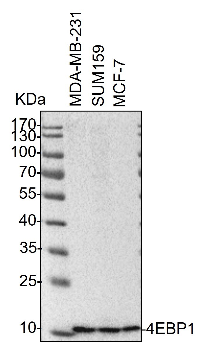 4EBP1 Antibody - BSA Free NB200-157