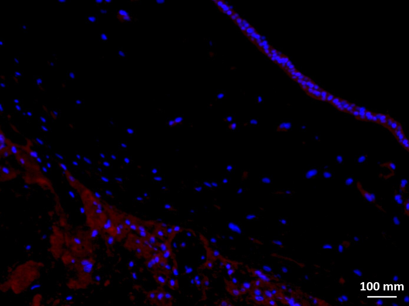 15-PGDH/HPGD Antibody - BSA Free NB200-179