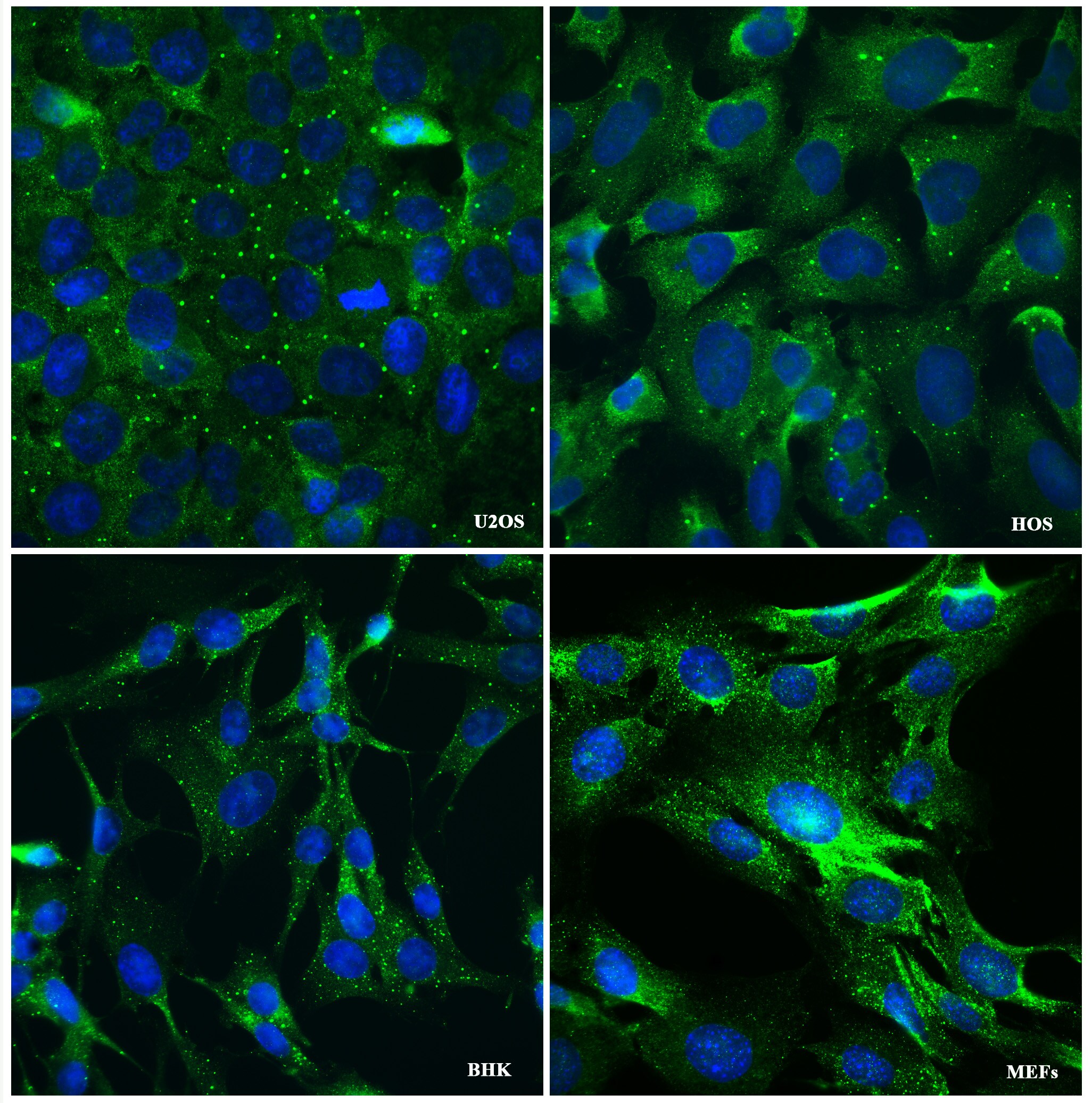 DDX6 Antibody NB200-191