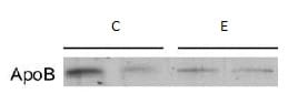 Apolipoprotein B/ApoB Antibody NB200-527