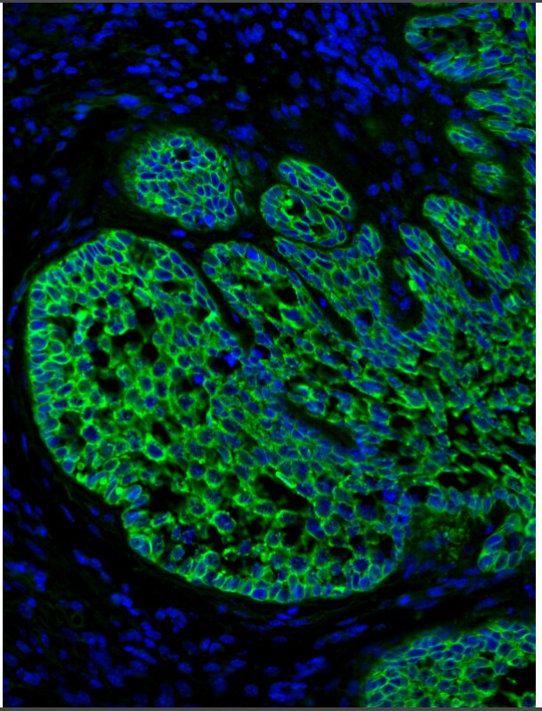 pan Cadherin Antibody NB200-592