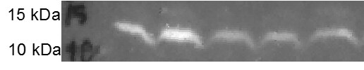 Histone H4 [ac Lys5] Antibody - BSA Free NB21-2024