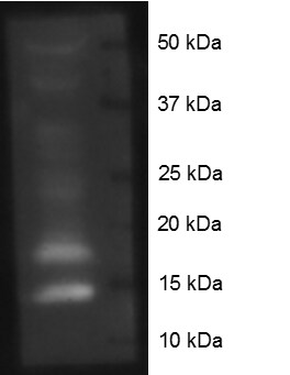 Histone H4 [ac Lys16] Antibody - BSA Free NB21-2077