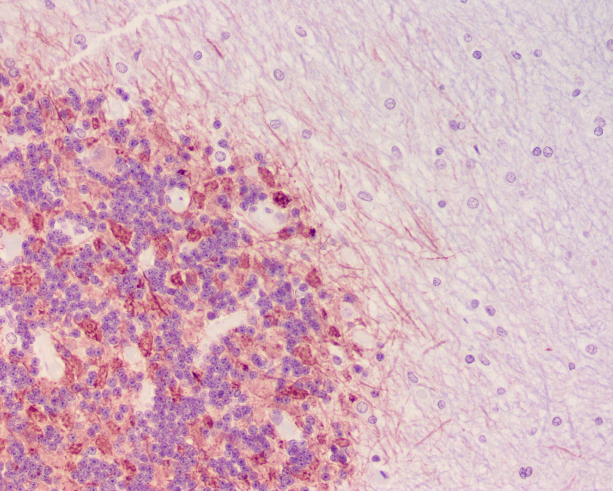 Synapsin I Antibody - Azide Free NB300-104