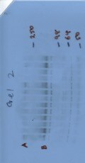 mGluR5/1 Antibody - Azide Free NB300-126