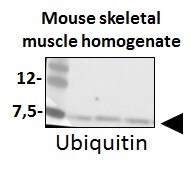 Ubiquitin Antibody (Ubi-1) - BSA Free NB300-130