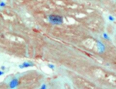 Ubiquitin Antibody (Ubi-1) - BSA Free NB300-130