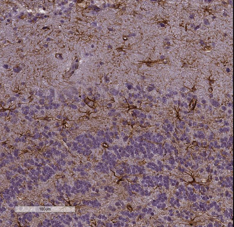 GFAP Antibody NB300-141