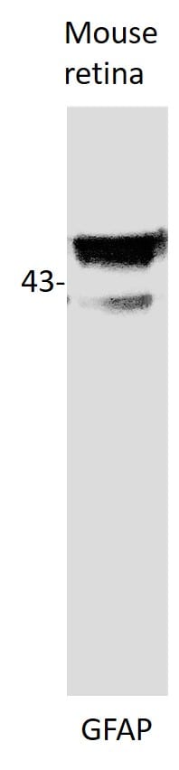 GFAP Antibody NB300-141