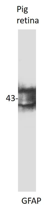 GFAP Antibody NB300-141
