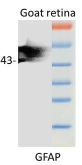 GFAP Antibody NB300-141