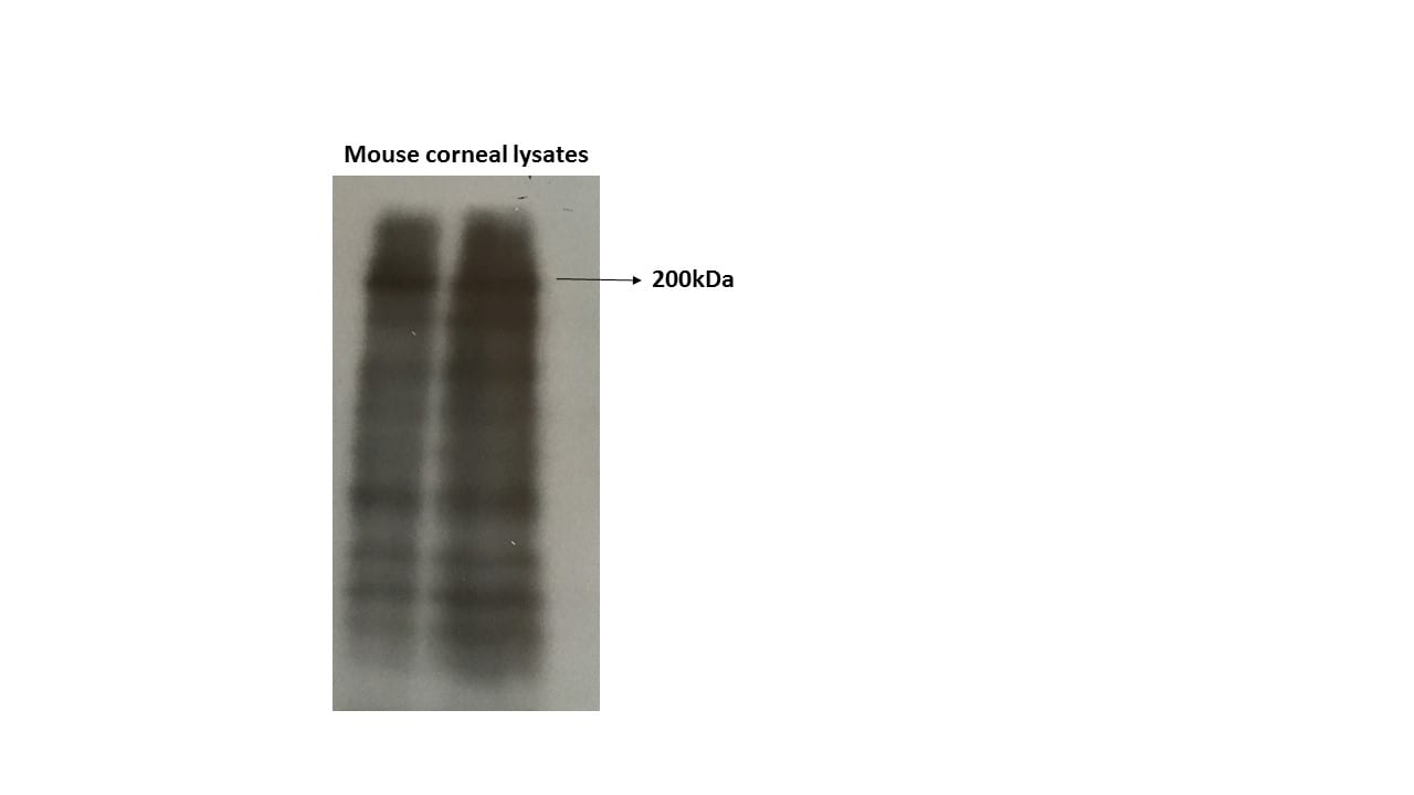 Laminin Antibody - BSA Free NB300-144