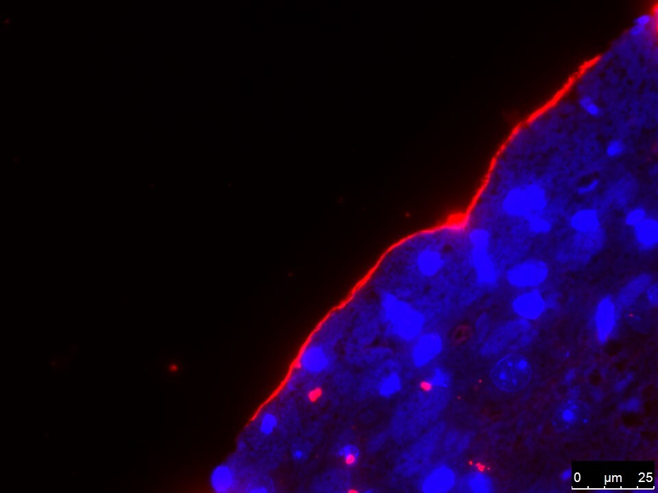 Laminin Antibody - BSA Free NB300-144