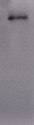 Laminin Antibody - BSA Free NB300-144