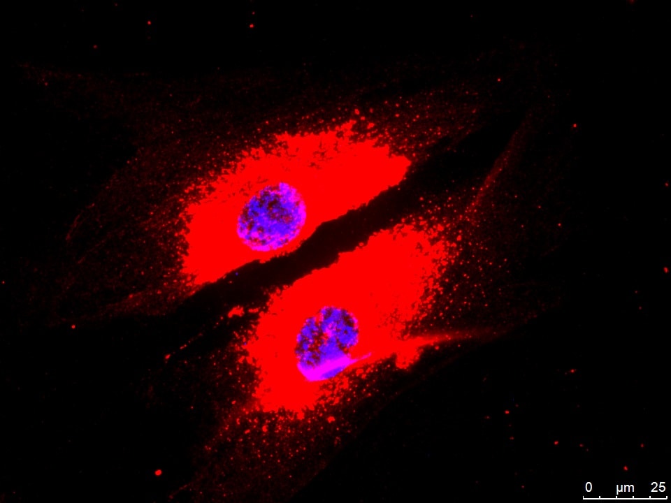 Laminin Antibody - BSA Free NB300-144