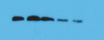 Laminin Antibody - BSA Free NB300-144