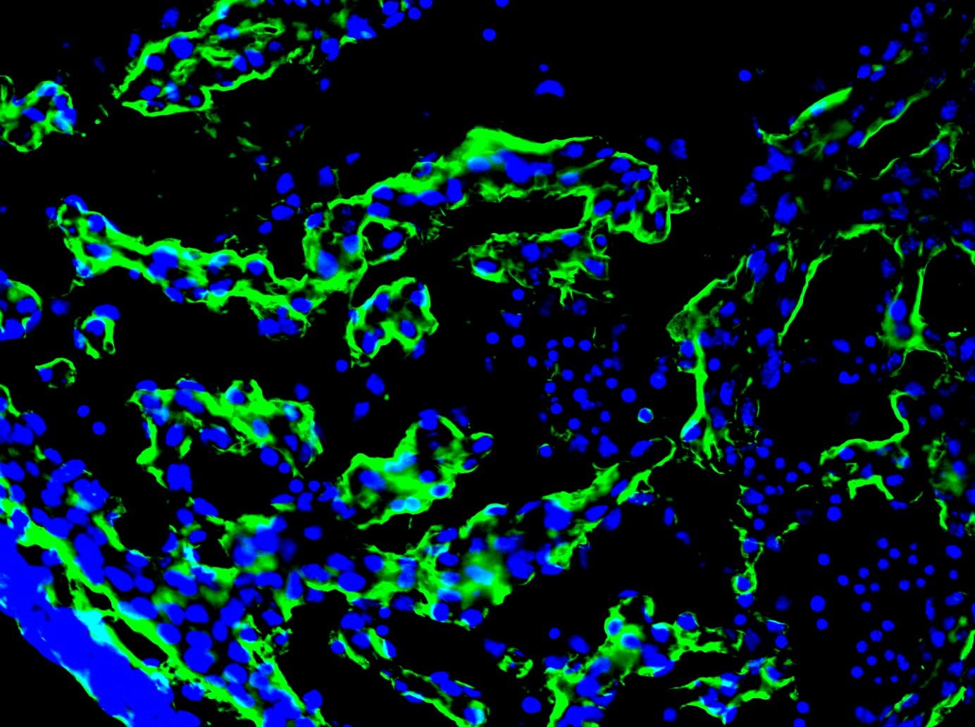 Laminin Antibody - BSA Free NB300-144