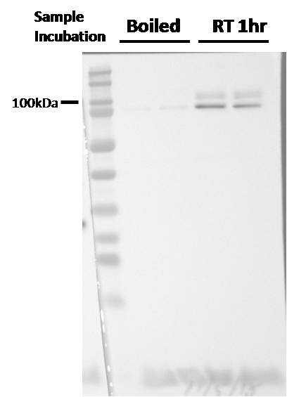 Sodium Potassium ATPase Alpha 1 Antibody (464.6) - BSA Free NB300-146