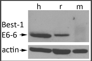 Bestrophin 1 Antibody (E6-6) - BSA Free NB300-164