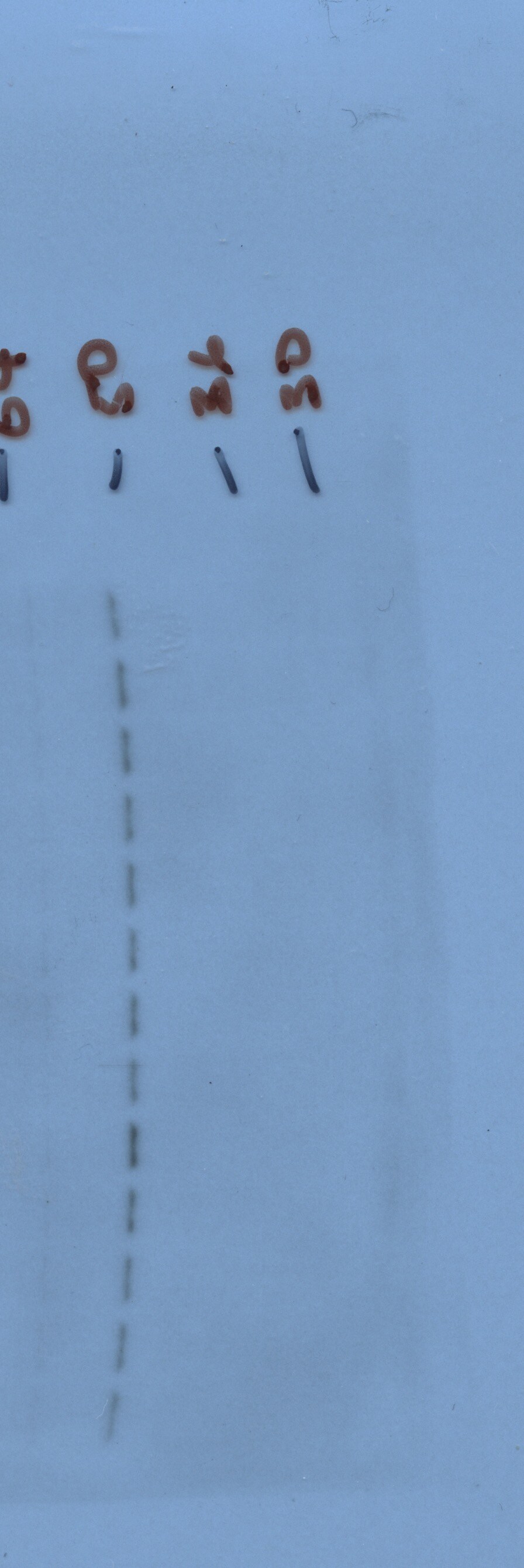 GABA-AR alpha 1 Antibody - Azide Free NB300-191