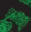 HIP1 Antibody (1B11) - BSA Free NB300-204