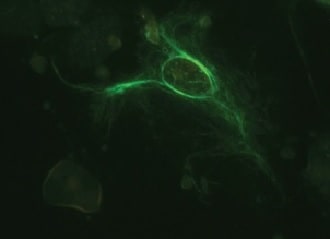 MAP2 Antibody - BSA Free NB300-213