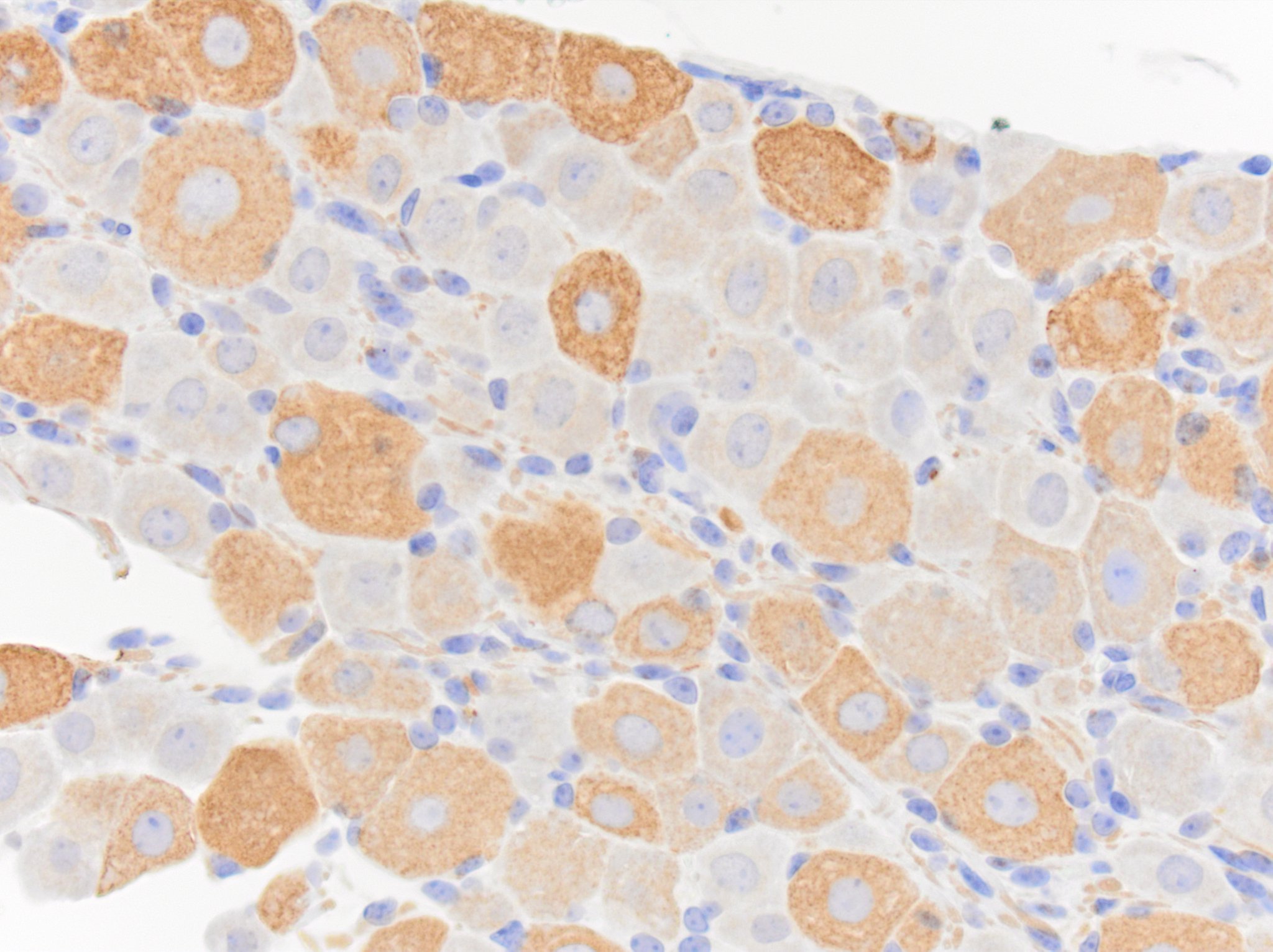 NF-H Antibody - BSA Free NB300-217