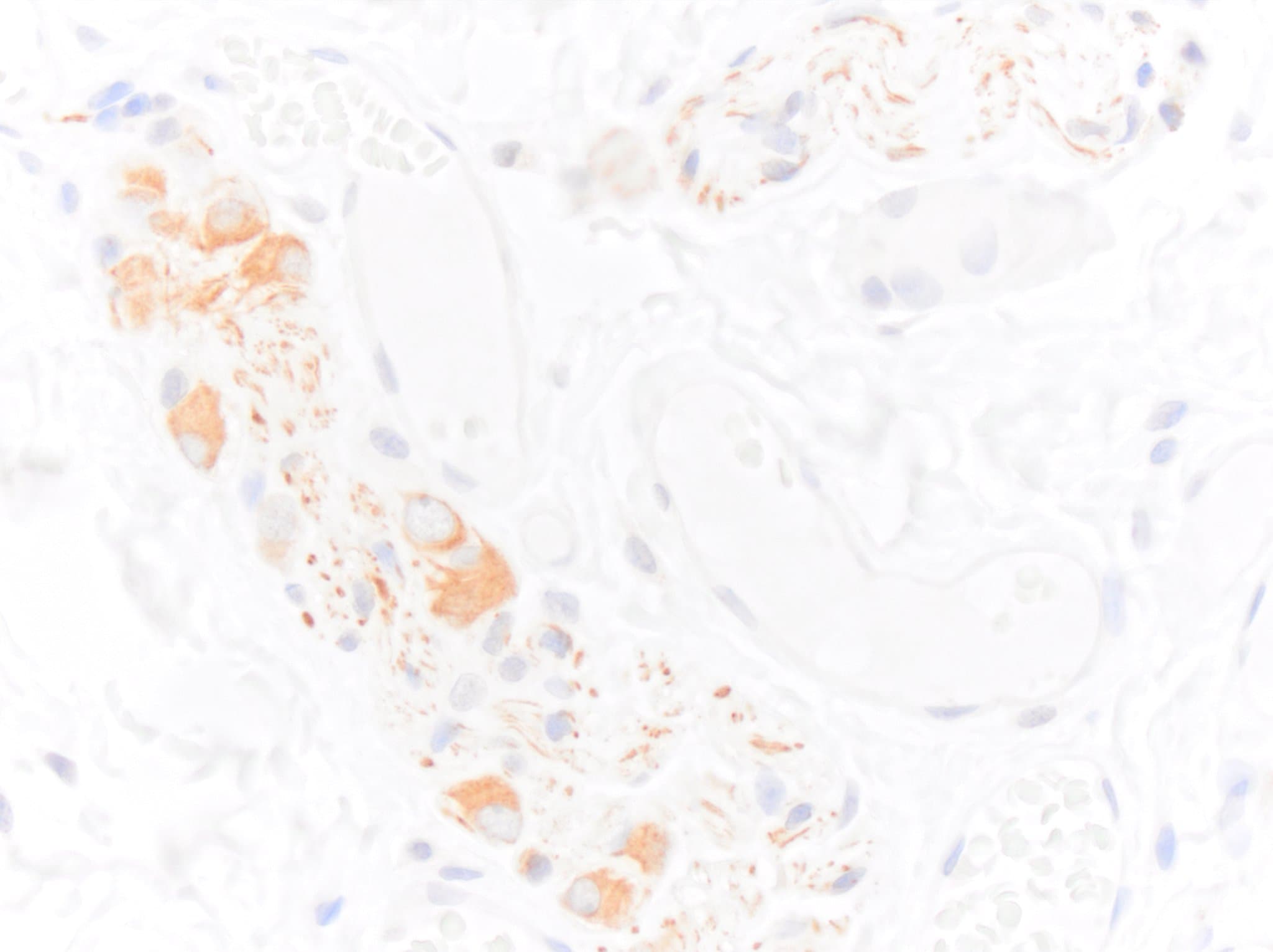 NF-H Antibody - BSA Free NB300-217