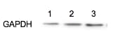 GAPDH Antibody (1D4) - BSA Free NB300-221