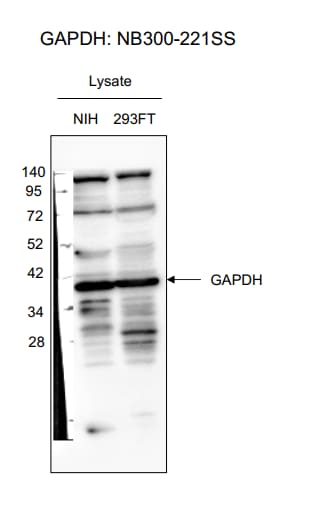 GAPDH Antibody (1D4) - BSA Free NB300-221