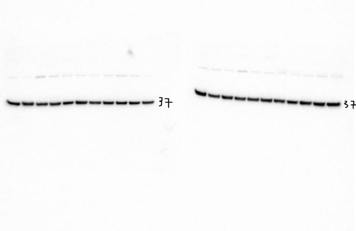 GAPDH Antibody (1D4) - BSA Free NB300-221