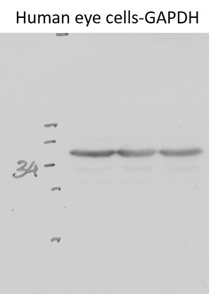 GAPDH Antibody (1D4) - BSA Free NB300-221
