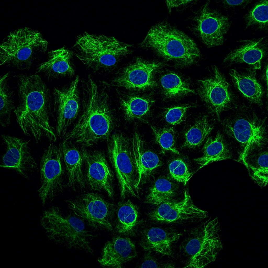 Vimentin Antibody NB300-223