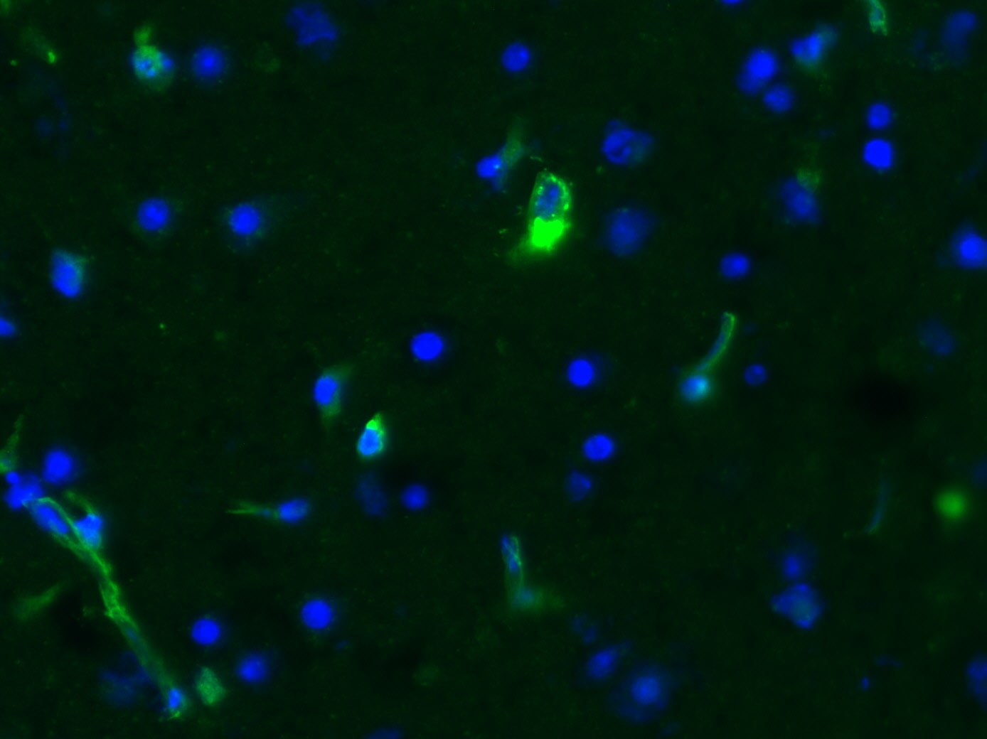 Vimentin Antibody NB300-223