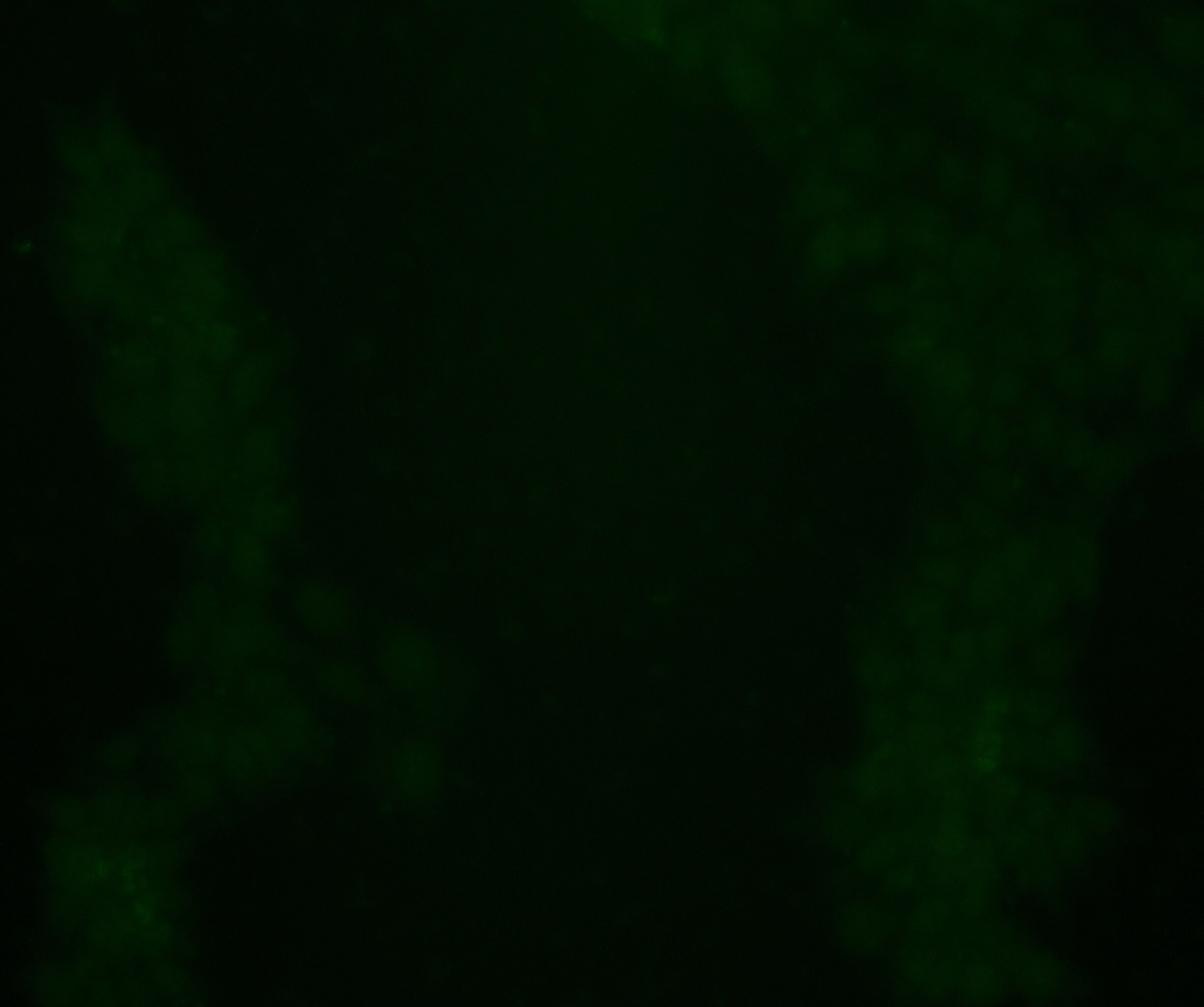 SCP1 Antibody - BSA Free NB300-228