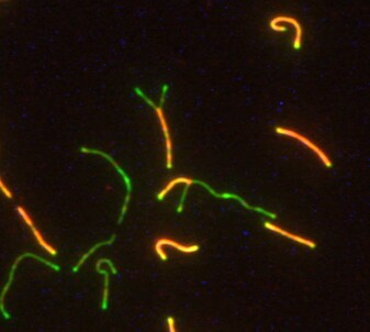 SCP1 Antibody - BSA Free NB300-229