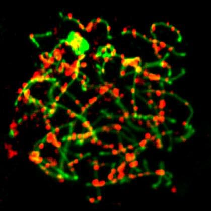 SCP1 Antibody - BSA Free NB300-229