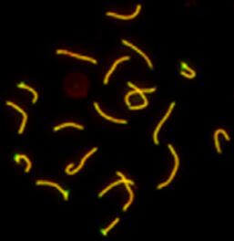 SCP1 Antibody - BSA Free NB300-229