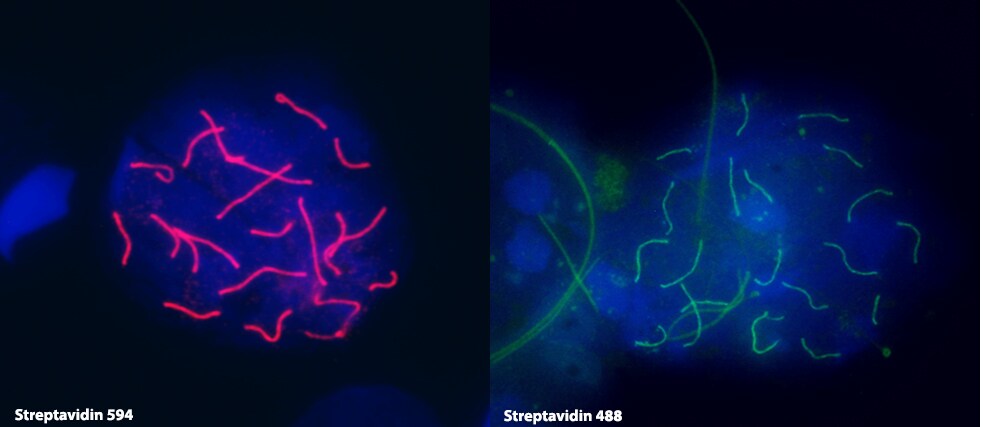 SCP3/SYCP3 Antibody [Biotin] NB300-231B